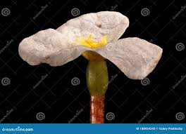 Attēlu rezultāti vaicājumam “Hydrocharis morsus-ranae flower”