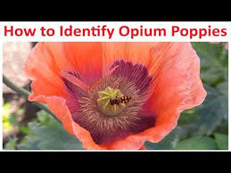 Attēlu rezultāti vaicājumam “Papaver somniferum flower”