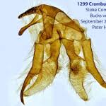 Attēlu rezultāti vaicājumam “Crambus hamella”