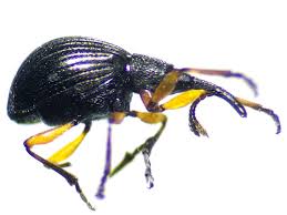 Attēlu rezultāti vaicājumam “Protapion sp.”