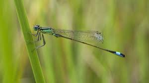 Attēlu rezultāti vaicājumam “Capsodes gothicus imago”