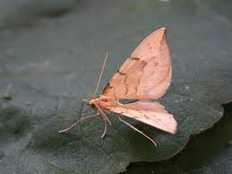 Attēlu rezultāti vaicājumam “Eulithis pyraliata”