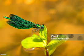 Attēlu rezultāti vaicājumam “Calopteryx virgo male”