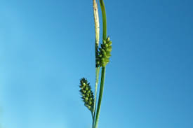 Attēlu rezultāti vaicājumam “Carex pallescens”