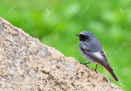 Attēlu rezultāti vaicājumam “Phoenicurus phoenicurus male”