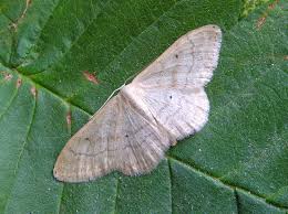 Attēlu rezultāti vaicājumam “Idaea straminata”