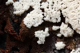 Attēlu rezultāti vaicājumam “Trichia varia sessile”