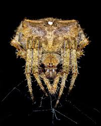 Attēlu rezultāti vaicājumam “Araneus angulatus”