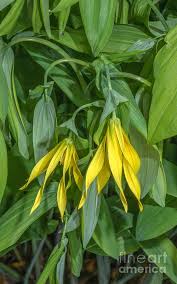 Attēlu rezultāti vaicājumam “Uvularia grandiflora”