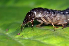 Attēlu rezultāti vaicājumam “Dytiscus sp.”