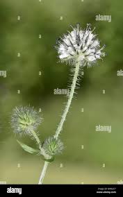 Image result for Dipsacus pilosus