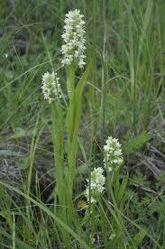 Attēlu rezultāti vaicājumam “Dactylorhiza cruenta leaf”