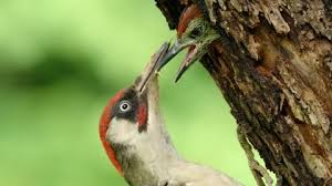 Attēlu rezultāti vaicājumam “Picus viridis nest”