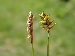 Attēlu rezultāti vaicājumam “Carex dioica fruit”