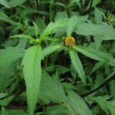 Attēlu rezultāti vaicājumam “Bidens tripartita”