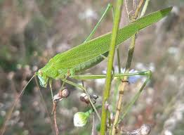 Attēlu rezultāti vaicājumam “Phaneroptera falcata”