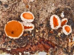 Attēlu rezultāti vaicājumam “Lachnellula willkommii”