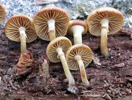 Attēlu rezultāti vaicājumam “Galerina marginata”