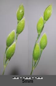 Attēlu rezultāti vaicājumam “Milium effusum leaf”