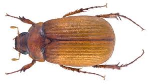 Attēlu rezultāti vaicājumam “Serica brunnea imago”