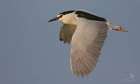 Image result for Nycticorax nycticorax