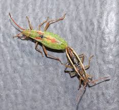 Attēlu rezultāti vaicājumam “Myrmus miriformis”