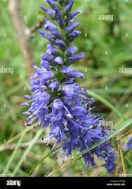 Attēlu rezultāti vaicājumam “Veronica spicata flower”
