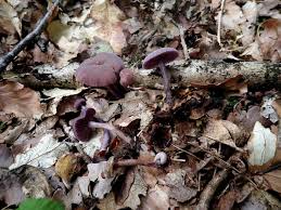 Attēlu rezultāti vaicājumam “Lycogala conicum young”