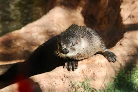 Image result for Worthing Otters