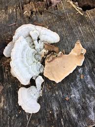 Attēlu rezultāti vaicājumam “Stereum fasciatum”