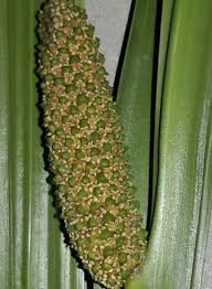 Attēlu rezultāti vaicājumam “Acorus calamus fruit”