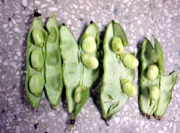 Attēlu rezultāti vaicājumam “Vicia faba leaf”