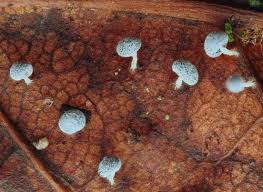 Attēlu rezultāti vaicājumam “Didymium verrucisporum macro”