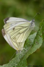 Attēlu rezultāti vaicājumam “Pieris napi”