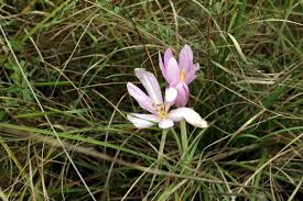 Attēlu rezultāti vaicājumam “Colchicum autumnale”