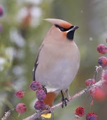 Attēlu rezultāti vaicājumam “Bombycilla garrulus adult”