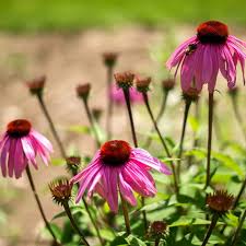 Image result for Echinacea angustifolia