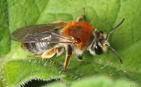 Attēlu rezultāti vaicājumam “Andrena haemorrhoa female”