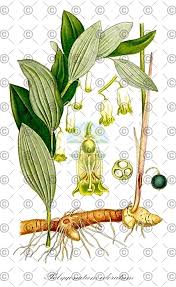 Attēlu rezultāti vaicājumam “Polygonatum verticillatum fruit”