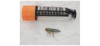 Attēlu rezultāti vaicājumam “Cicadella viridis”