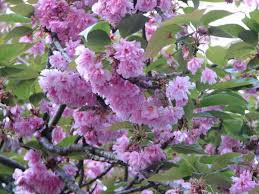 Attēlu rezultāti vaicājumam “Prunus (sakura)”