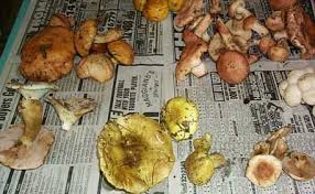 Attēlu rezultāti vaicājumam “Tricholoma flavovirens”