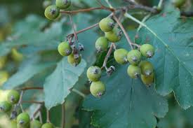 Attēlu rezultāti vaicājumam “Sorbus intermedia fruit”