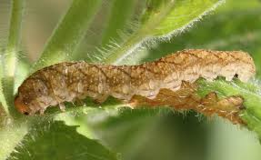 Attēlu rezultāti vaicājumam “Tenthredo campestris female”