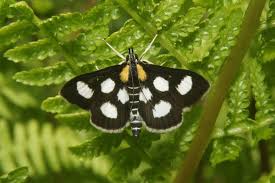 Attēlu rezultāti vaicājumam “Anania funebris”