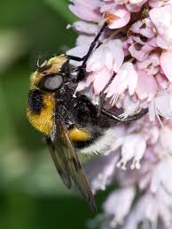 Attēlu rezultāti vaicājumam “Volucella bombylans”