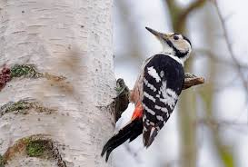 Attēlu rezultāti vaicājumam “Dendrocopos leucotos female”