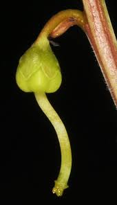 Attēlu rezultāti vaicājumam “Pyrola minor bud”