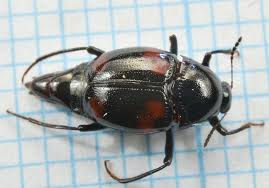 Attēlu rezultāti vaicājumam “Scaphidium quadrimaculatum”