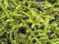 Attēlu rezultāti vaicājumam “Calliergonella lindbergii”